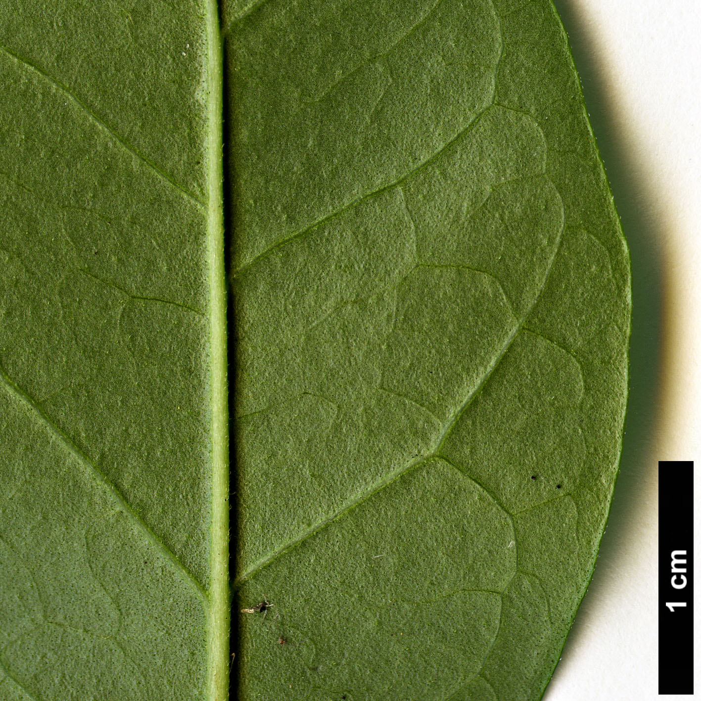 High resolution image: Family: Oleaceae - Genus: Ligustrum - Taxon: foliosum