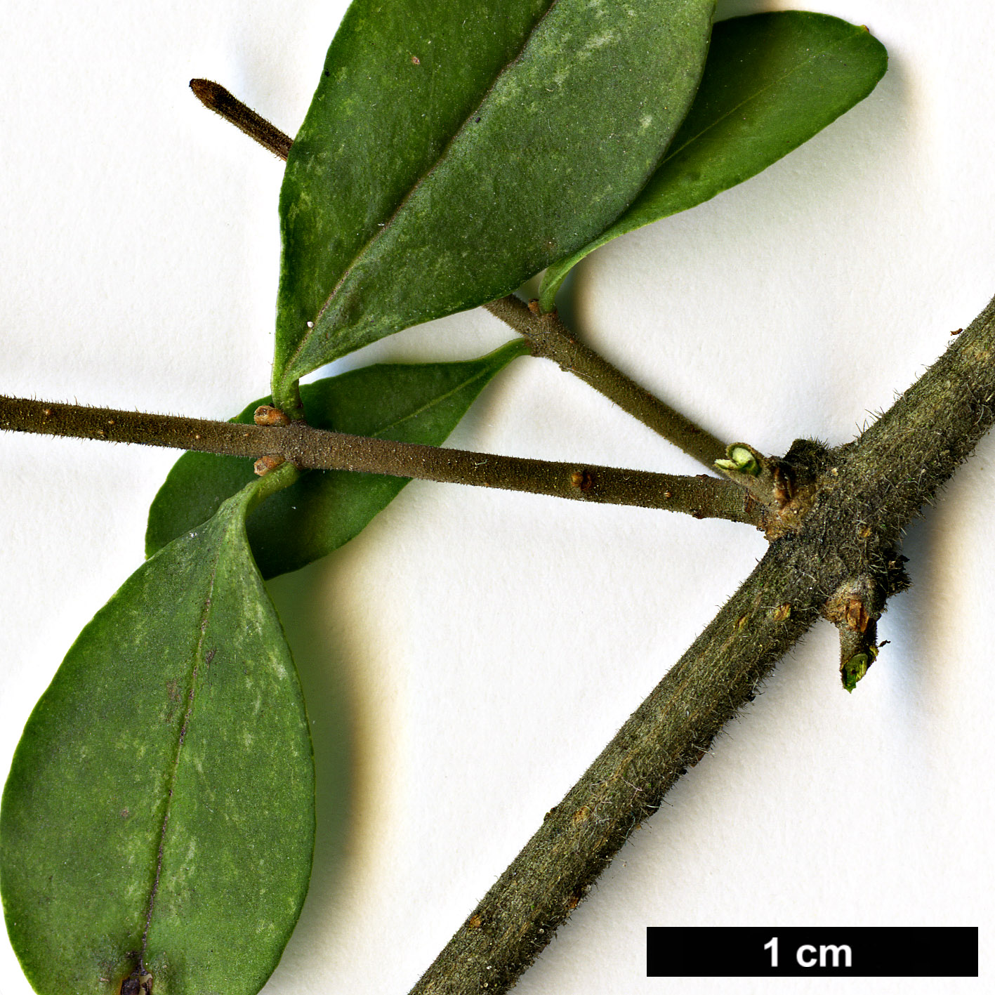 High resolution image: Family: Oleaceae - Genus: Ligustrum - Taxon: ibota
