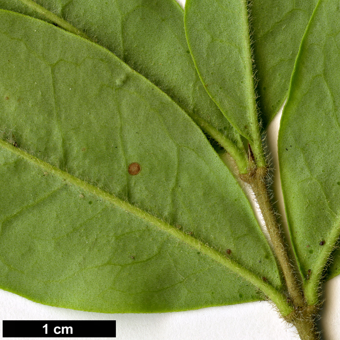 High resolution image: Family: Oleaceae - Genus: Ligustrum - Taxon: leucanthum