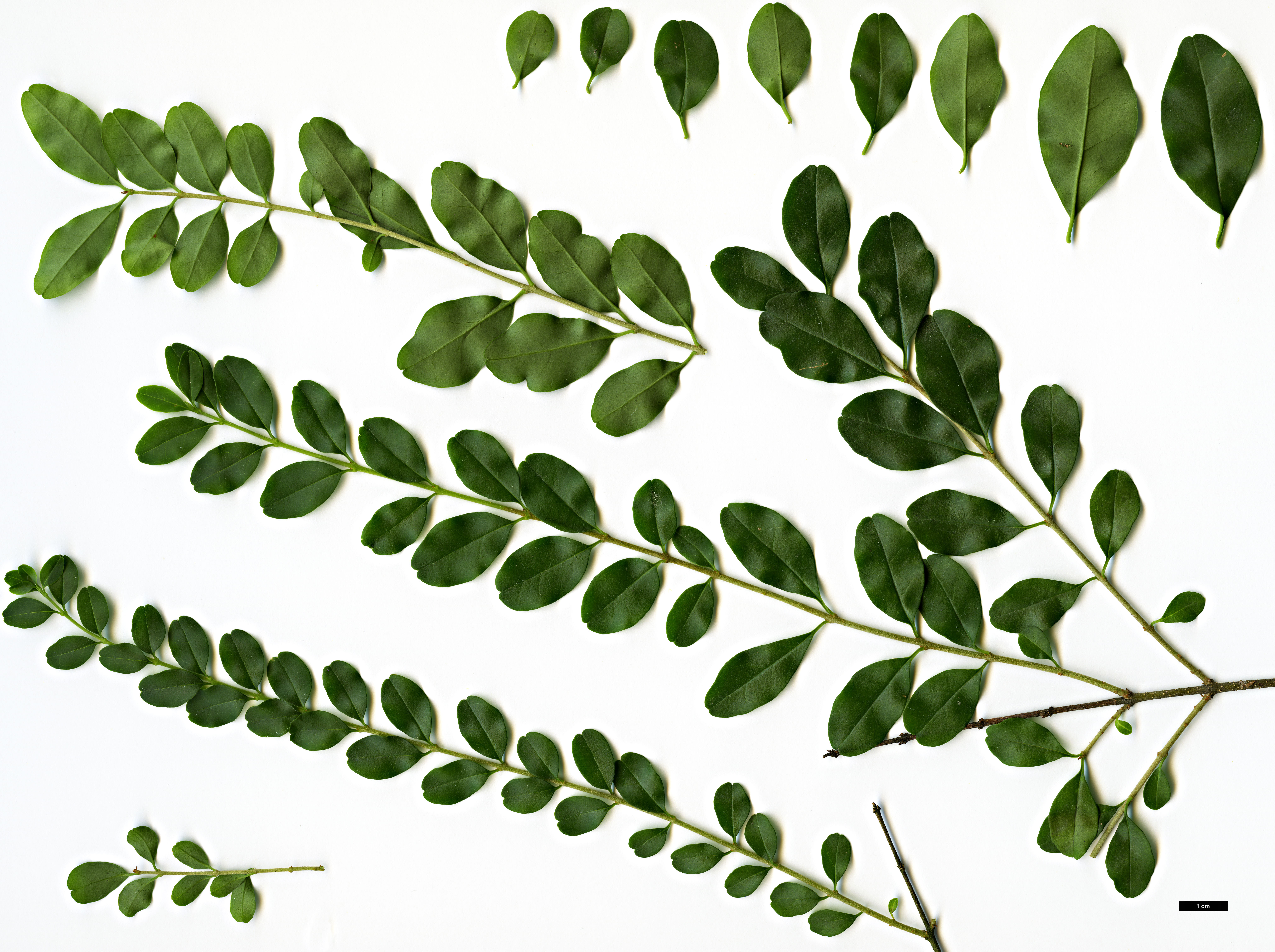 High resolution image: Family: Oleaceae - Genus: Ligustrum - Taxon: sinense