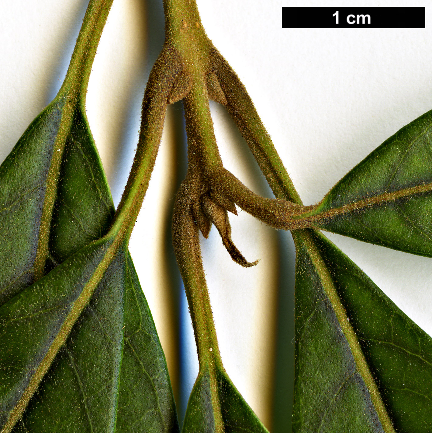 High resolution image: Family: Oleaceae - Genus: Nestegis - Taxon: cunninghamii