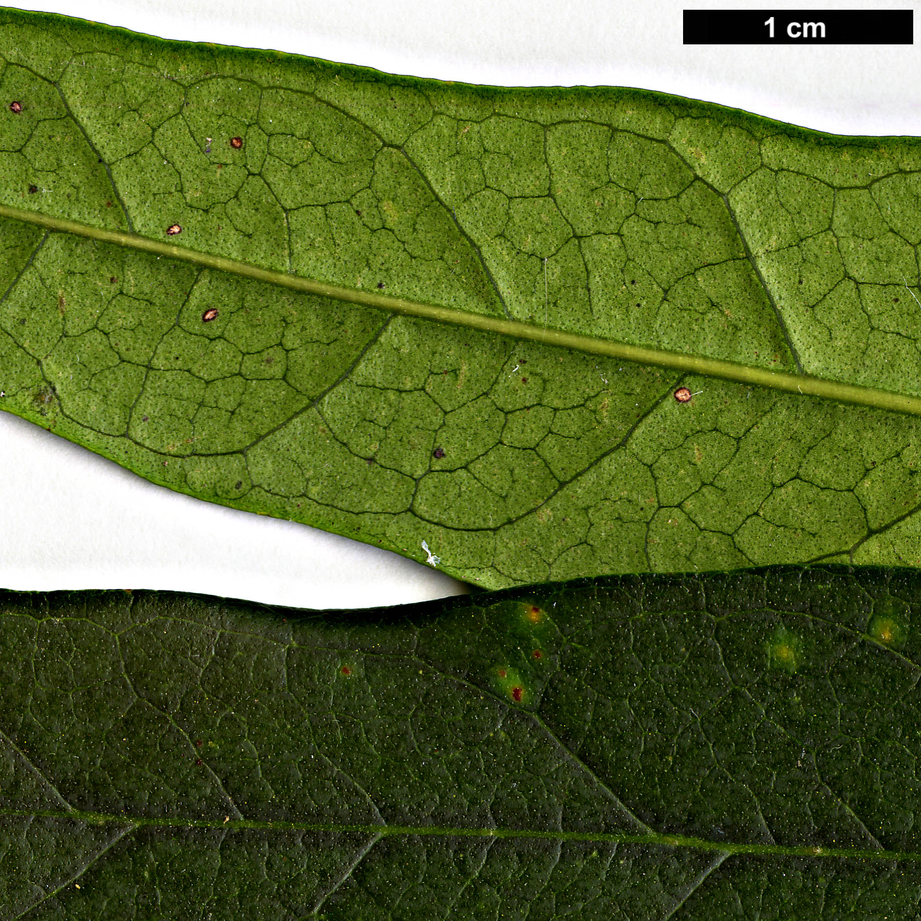 High resolution image: Family: Oleaceae - Genus: Nestegis - Taxon: cunninghamii