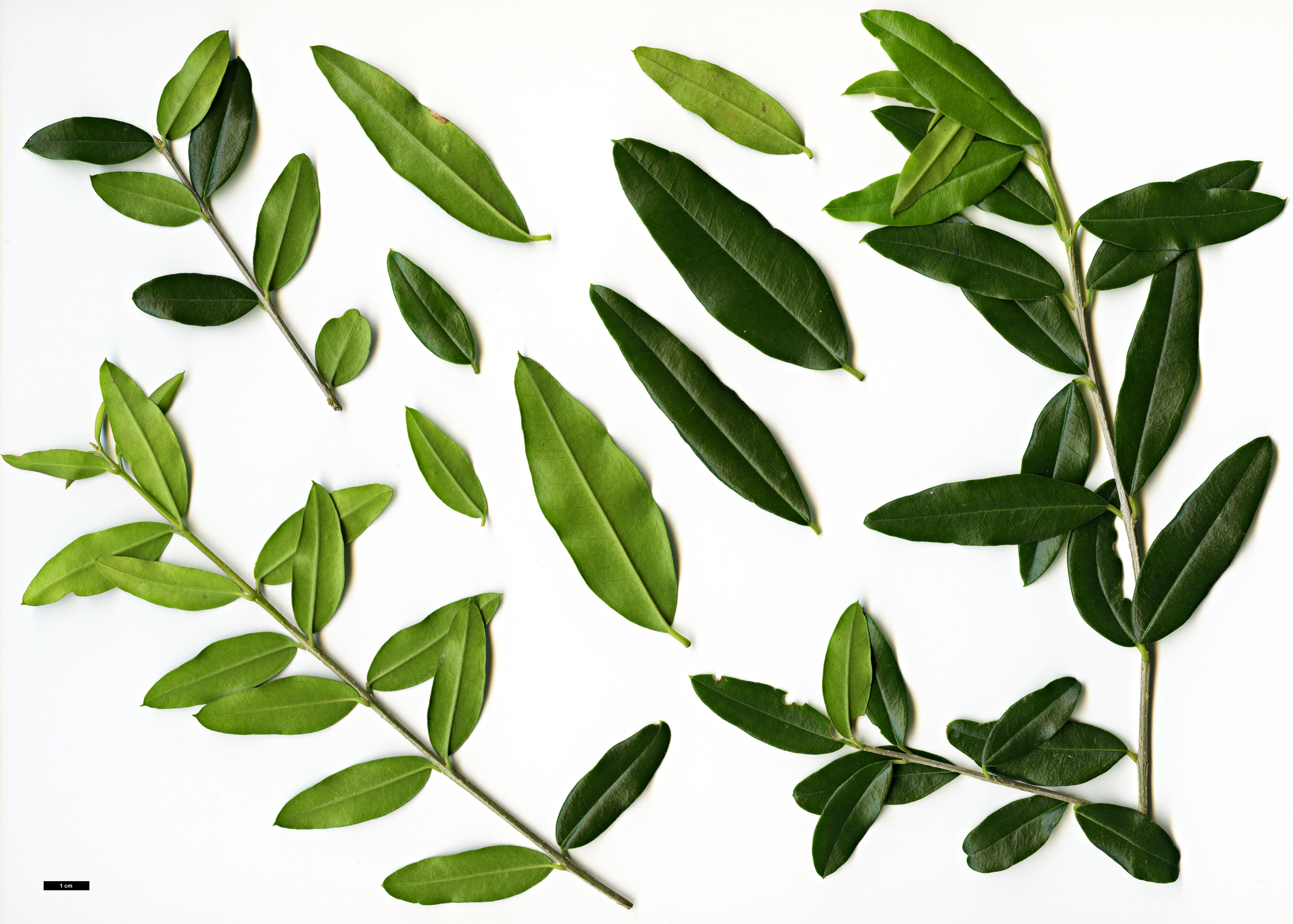 High resolution image: Family: Oleaceae - Genus: Olea - Taxon: europaea