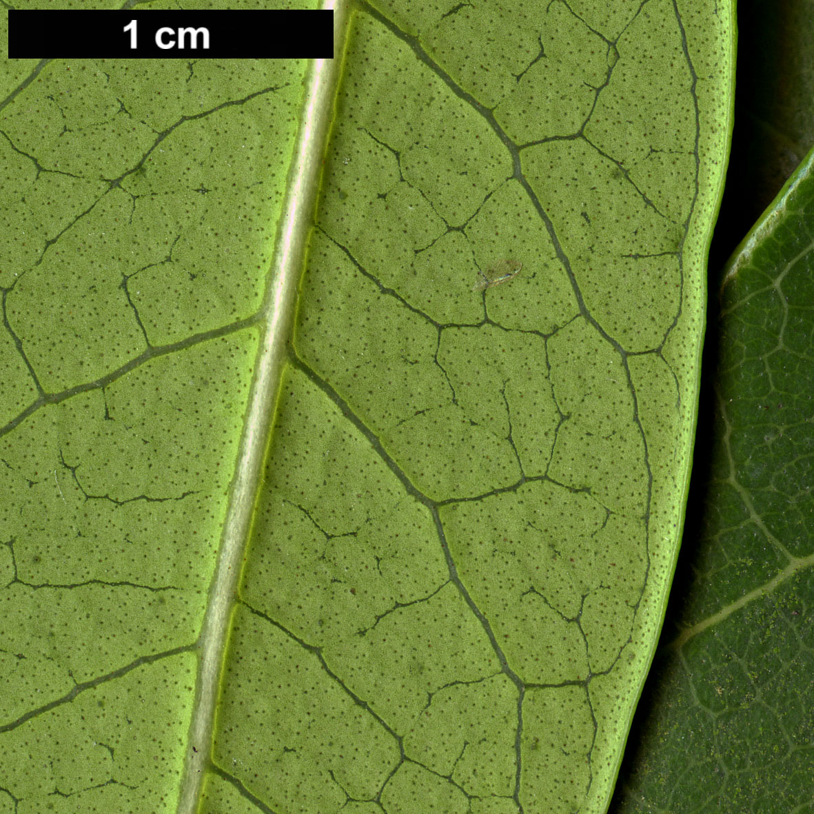 High resolution image: Family: Oleaceae - Genus: Osmanthus - Taxon: decorus