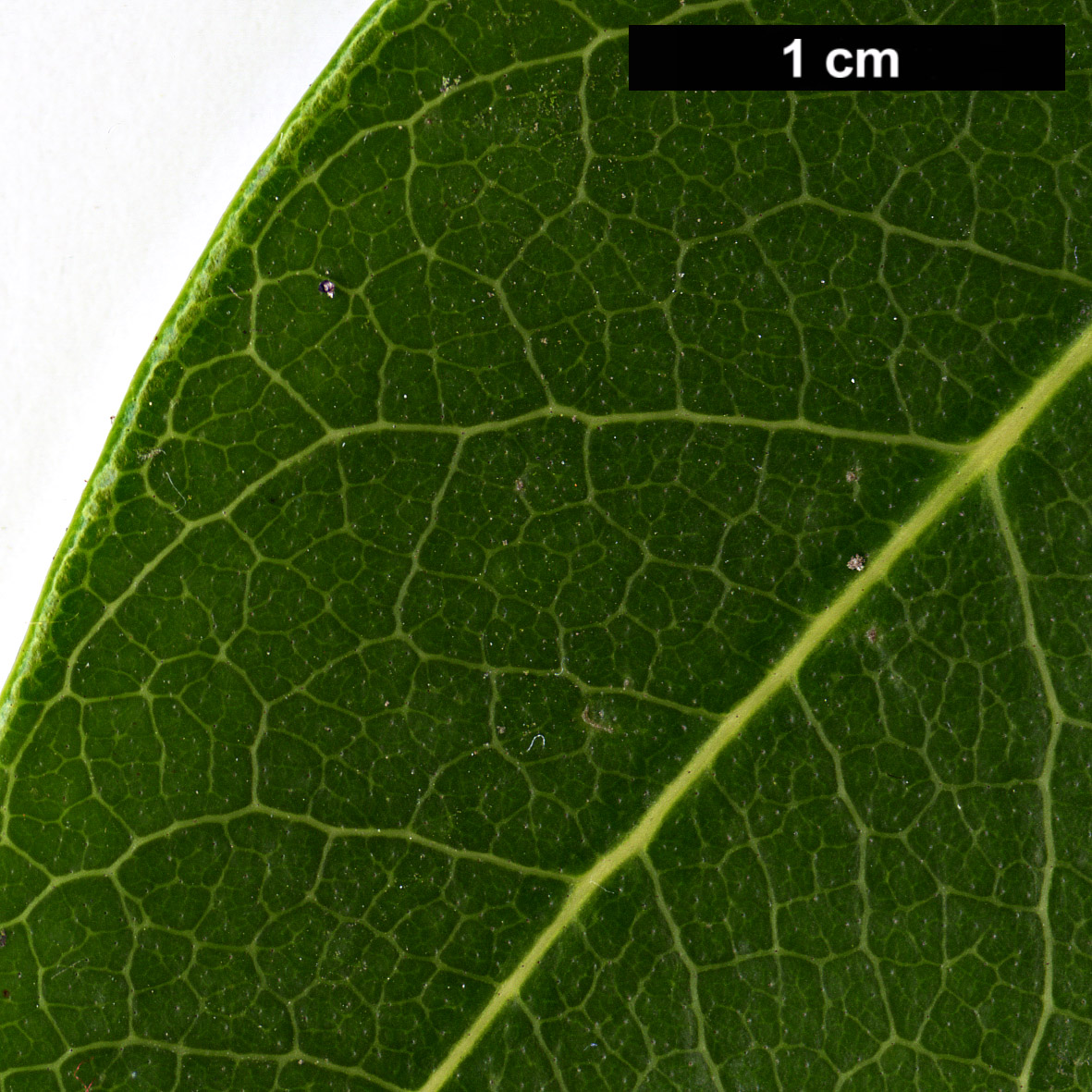 High resolution image: Family: Oleaceae - Genus: Osmanthus - Taxon: decorus