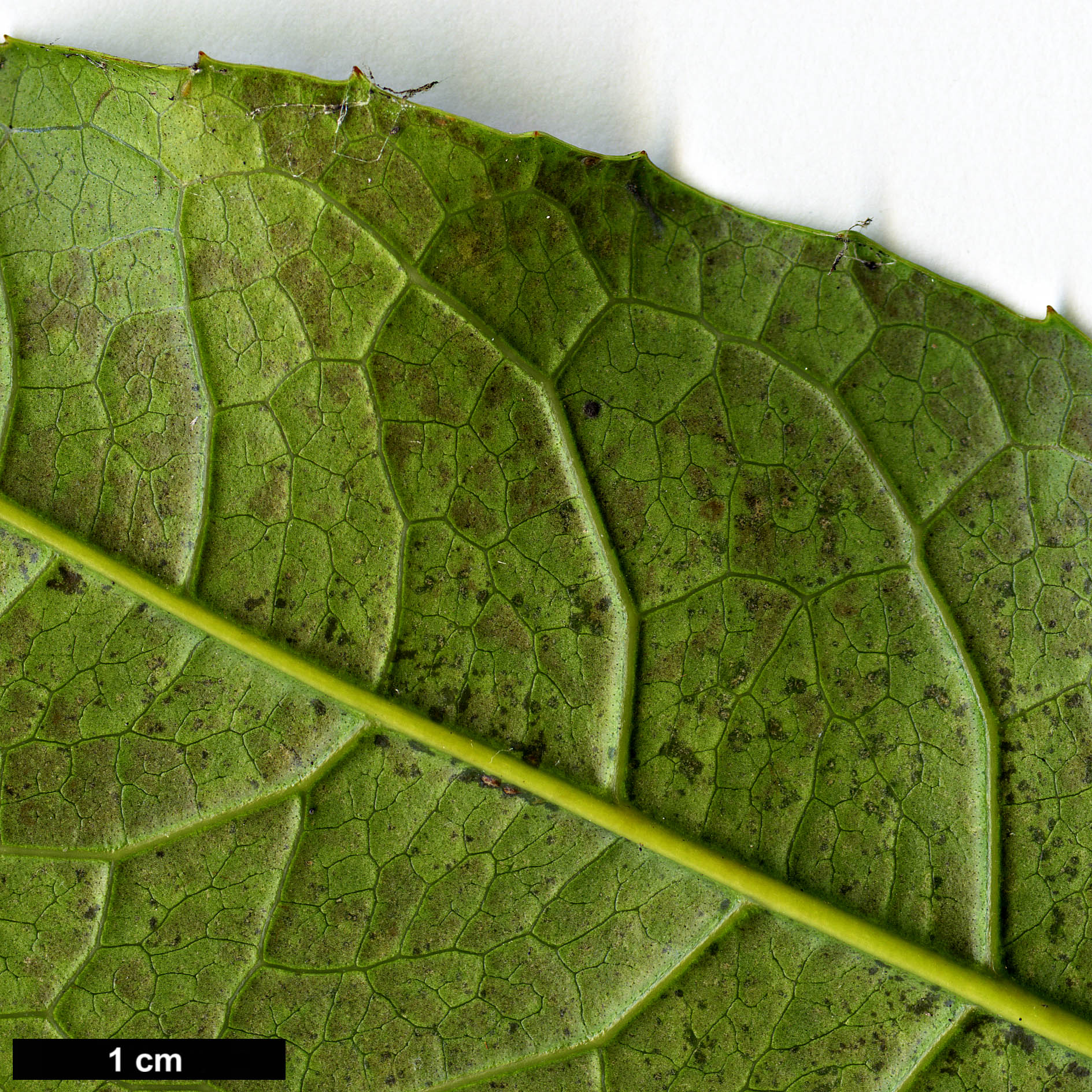 High resolution image: Family: Oleaceae - Genus: Osmanthus - Taxon: fragrans
