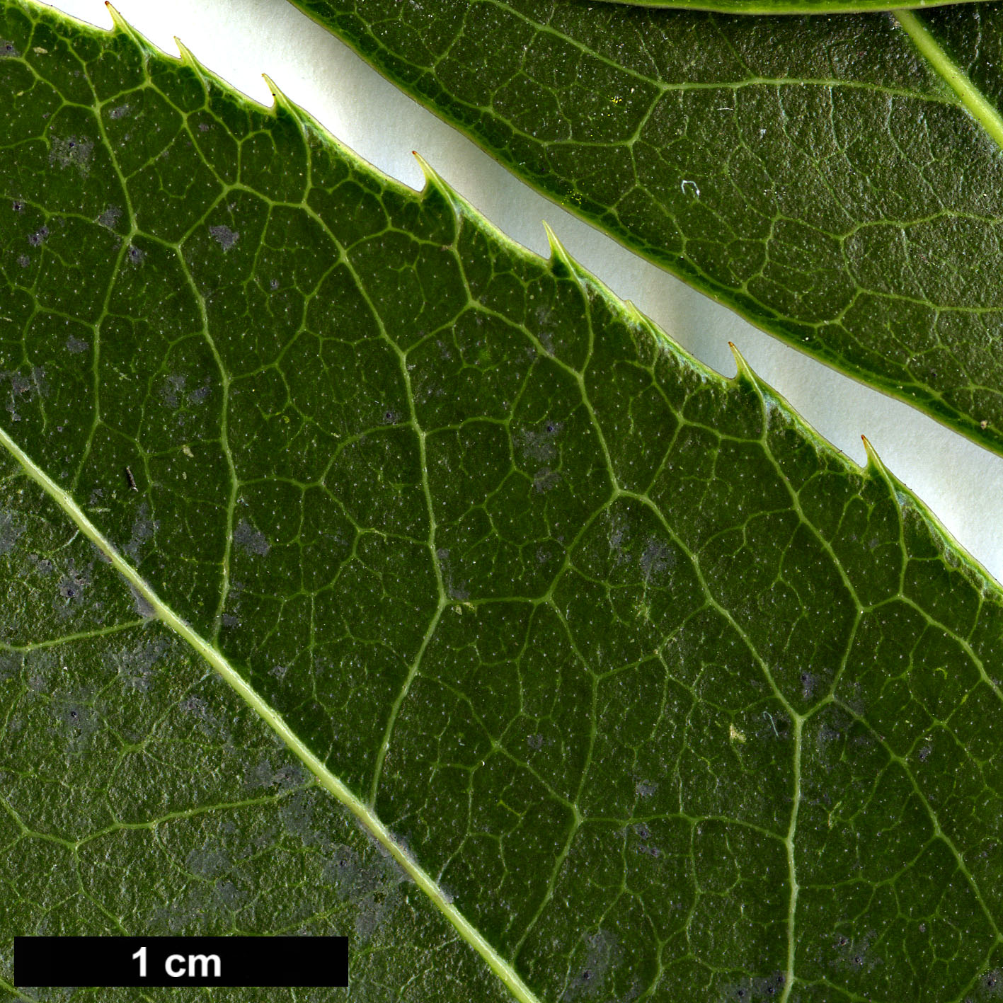 High resolution image: Family: Oleaceae - Genus: Osmanthus - Taxon: serrulatus