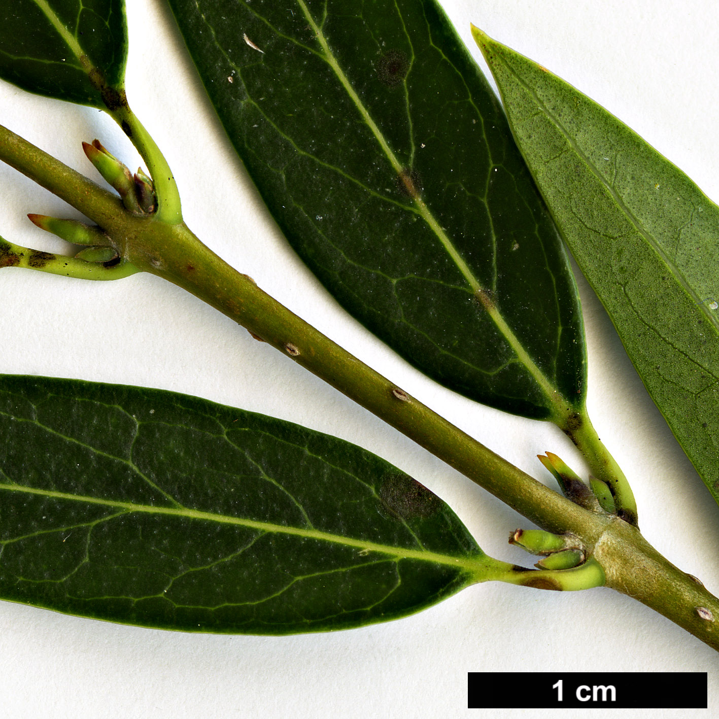 High resolution image: Family: Oleaceae - Genus: Phillyrea - Taxon: angustifolia
