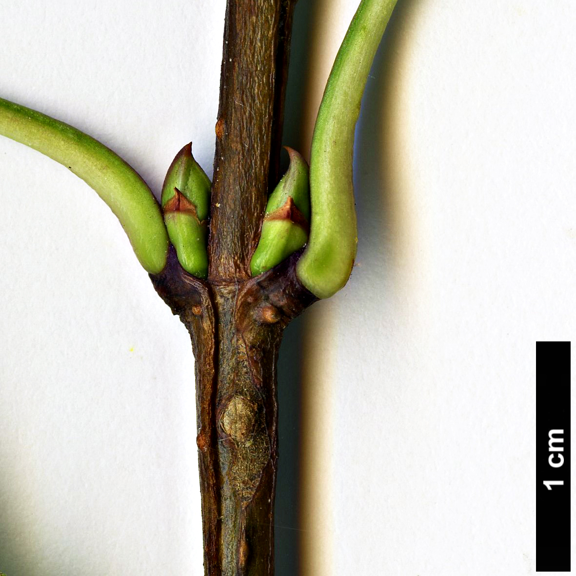 High resolution image: Family: Oleaceae - Genus: Syringa - Taxon: pinnatifolia