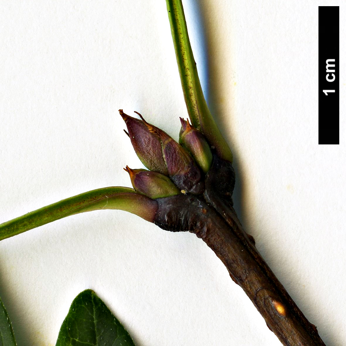 High resolution image: Family: Oleaceae - Genus: Syringa - Taxon: pinnatifolia