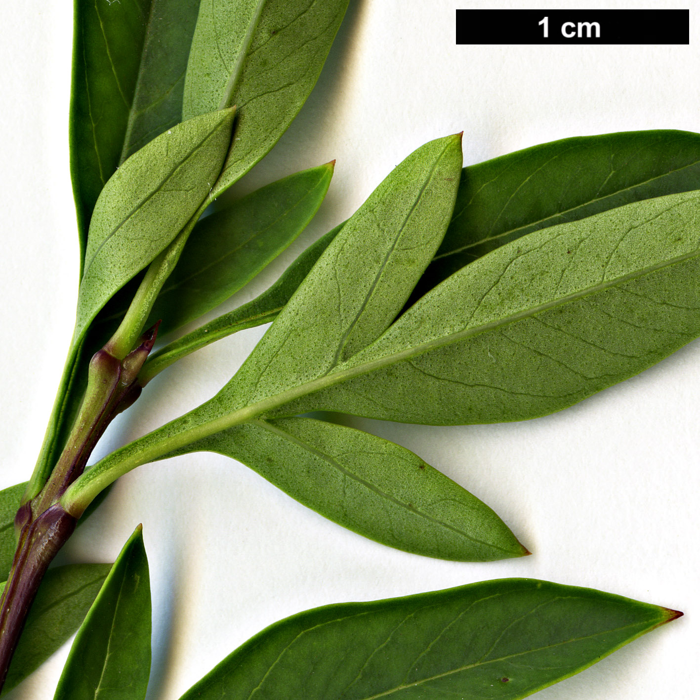 High resolution image: Family: Oleaceae - Genus: Syringa - Taxon: ×laciniata