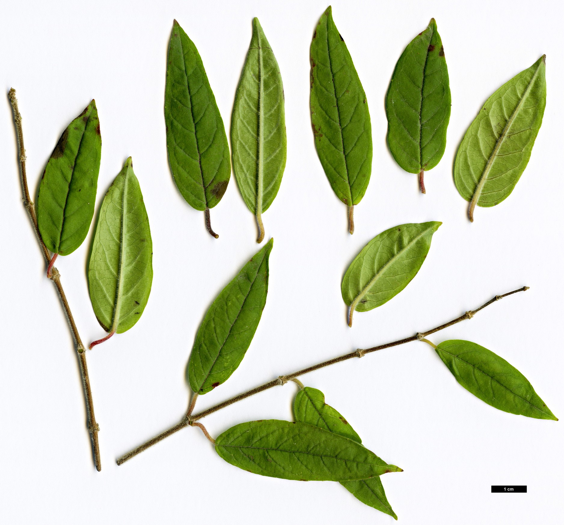 High resolution image: Family: Onagraceae - Genus: Fuchsia - Taxon: brevilobis