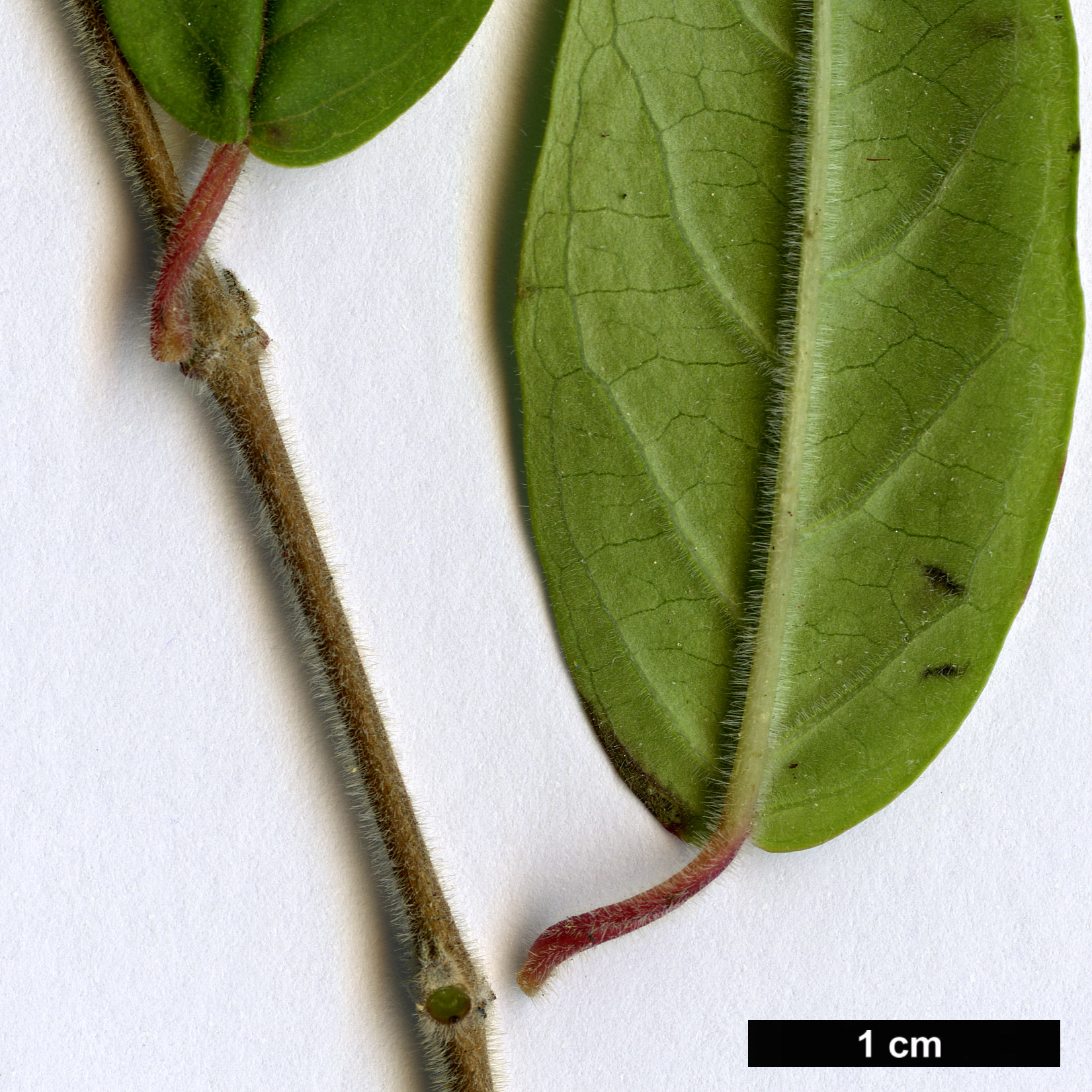 High resolution image: Family: Onagraceae - Genus: Fuchsia - Taxon: brevilobis