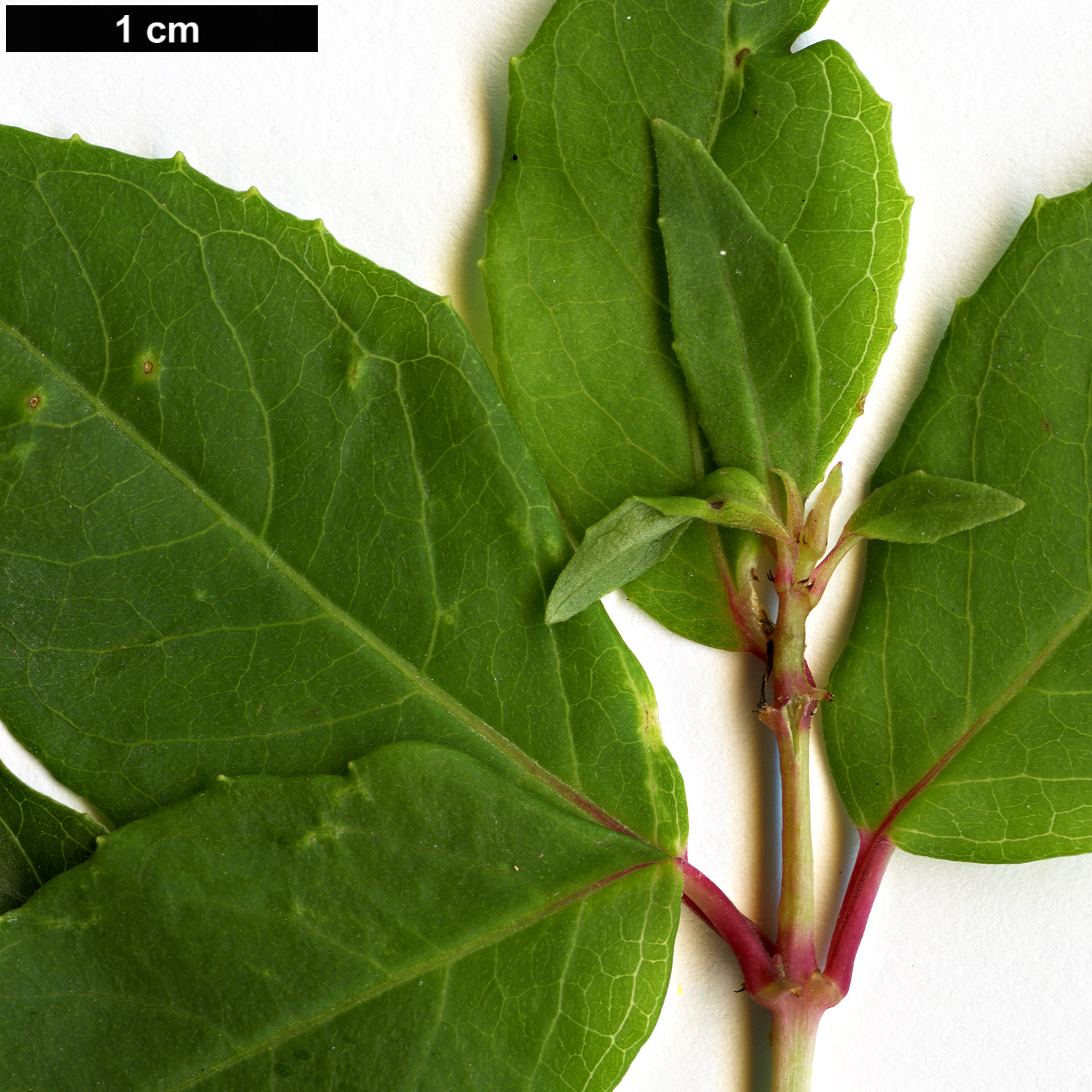 High resolution image: Family: Onagraceae - Genus: Fuchsia - Taxon: coccinia
