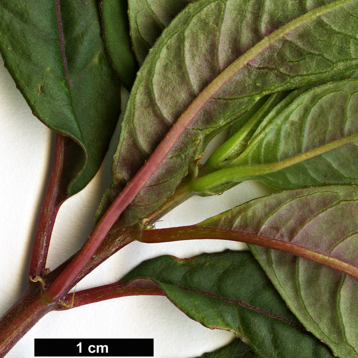 High resolution image: Family: Onagraceae - Genus: Fuchsia - Taxon: denticulata