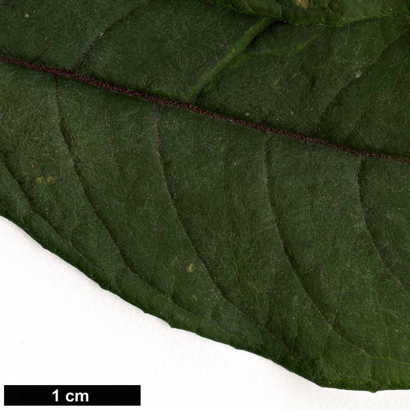 High resolution image: Family: Onagraceae - Genus: Fuchsia - Taxon: denticulata