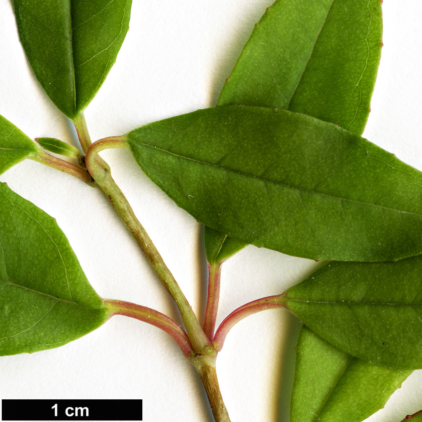 High resolution image: Family: Onagraceae - Genus: Fuchsia - Taxon: glazioviana