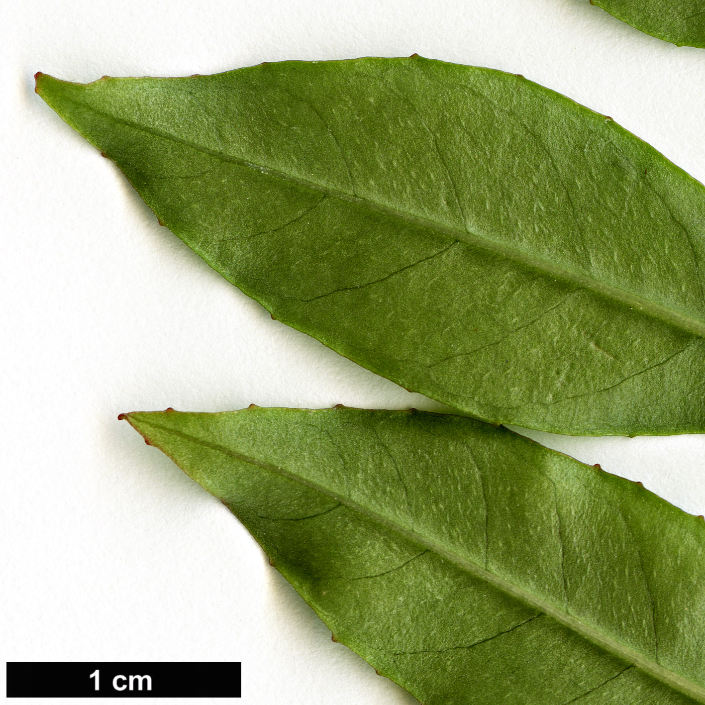 High resolution image: Family: Onagraceae - Genus: Fuchsia - Taxon: glazioviana