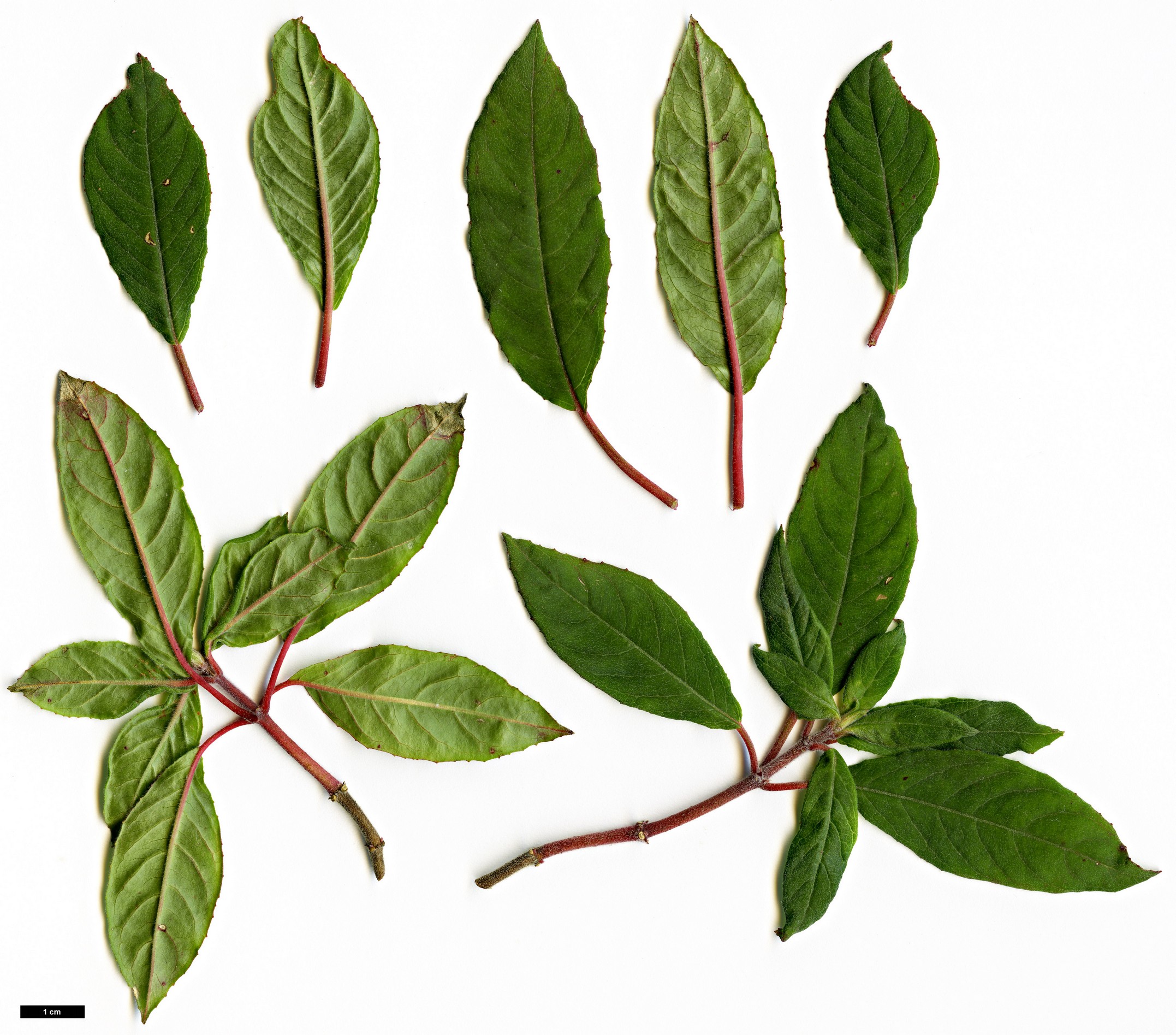 High resolution image: Family: Onagraceae - Genus: Fuchsia - Taxon: hartwegii