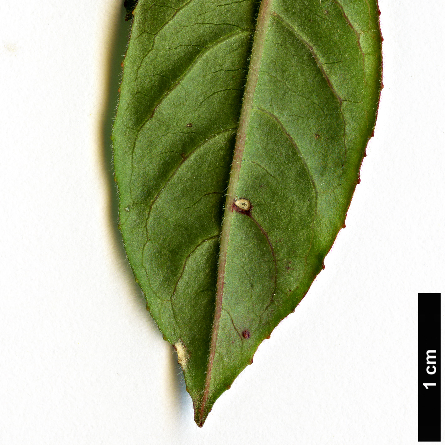 High resolution image: Family: Onagraceae - Genus: Fuchsia - Taxon: hartwegii