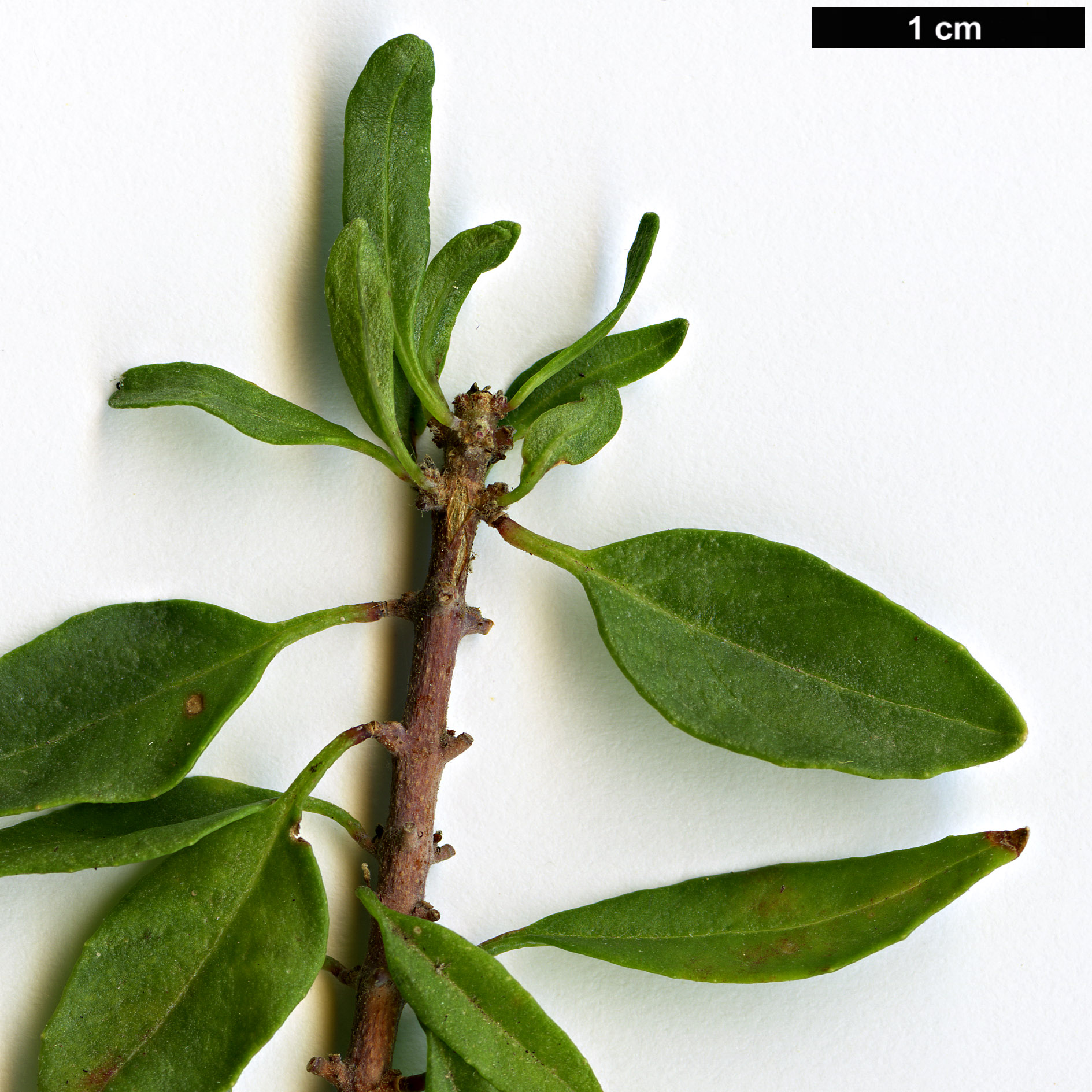 High resolution image: Family: Onagraceae - Genus: Fuchsia - Taxon: lycioides