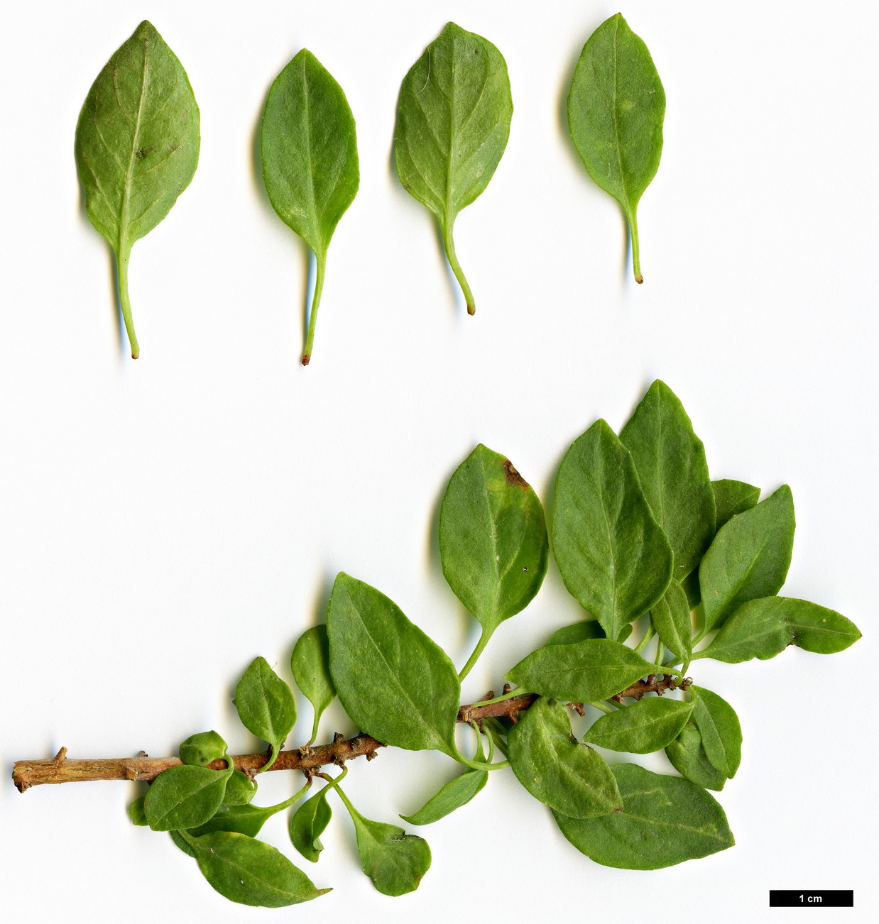 High resolution image: Family: Onagraceae - Genus: Fuchsia - Taxon: lycioides