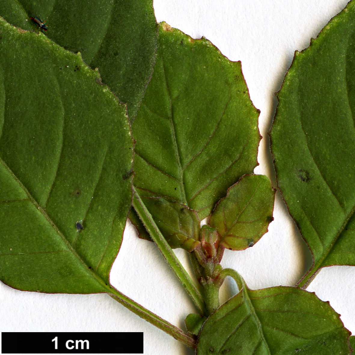 High resolution image: Family: Onagraceae - Genus: Fuchsia - Taxon: michoacanensis
