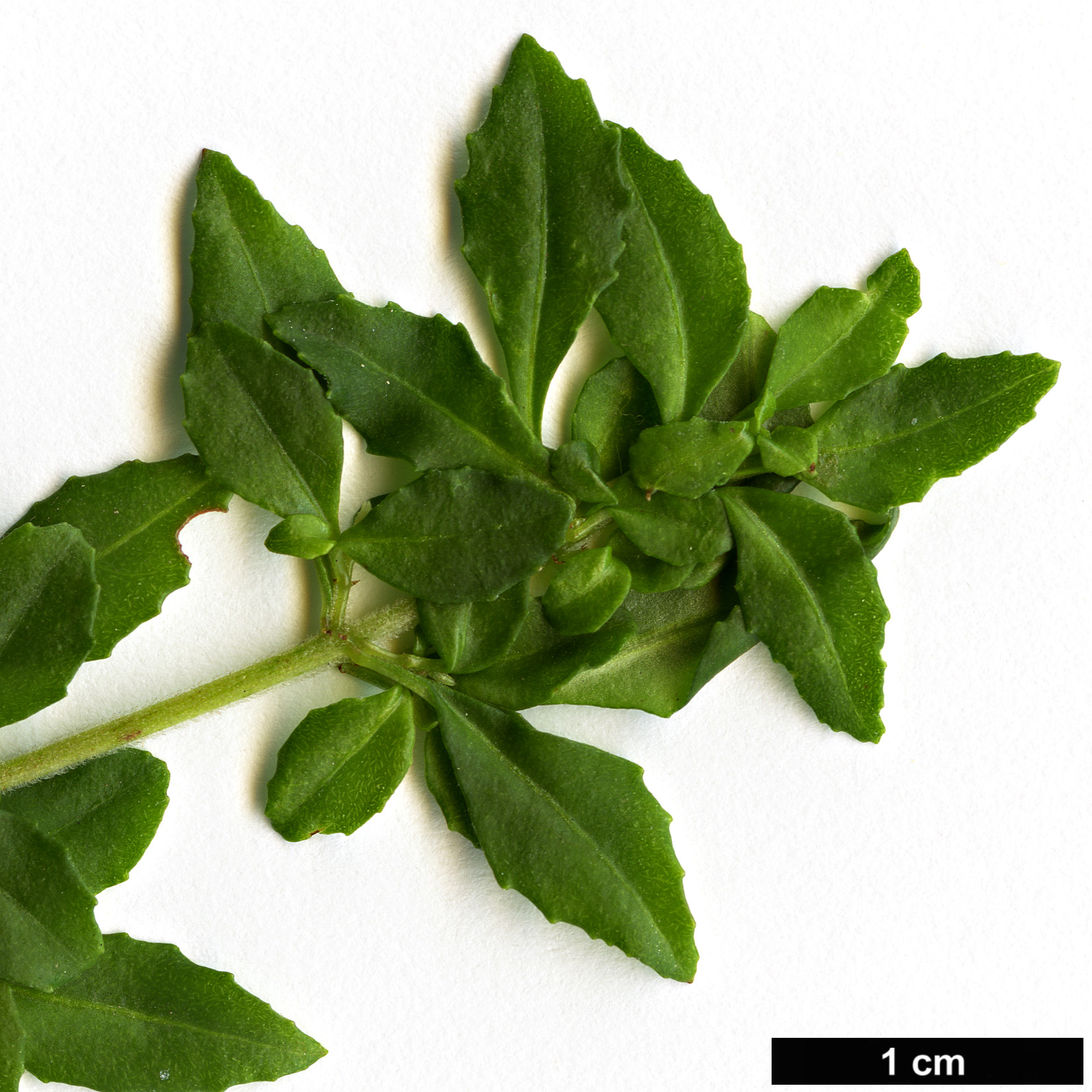 High resolution image: Family: Onagraceae - Genus: Fuchsia - Taxon: obconica