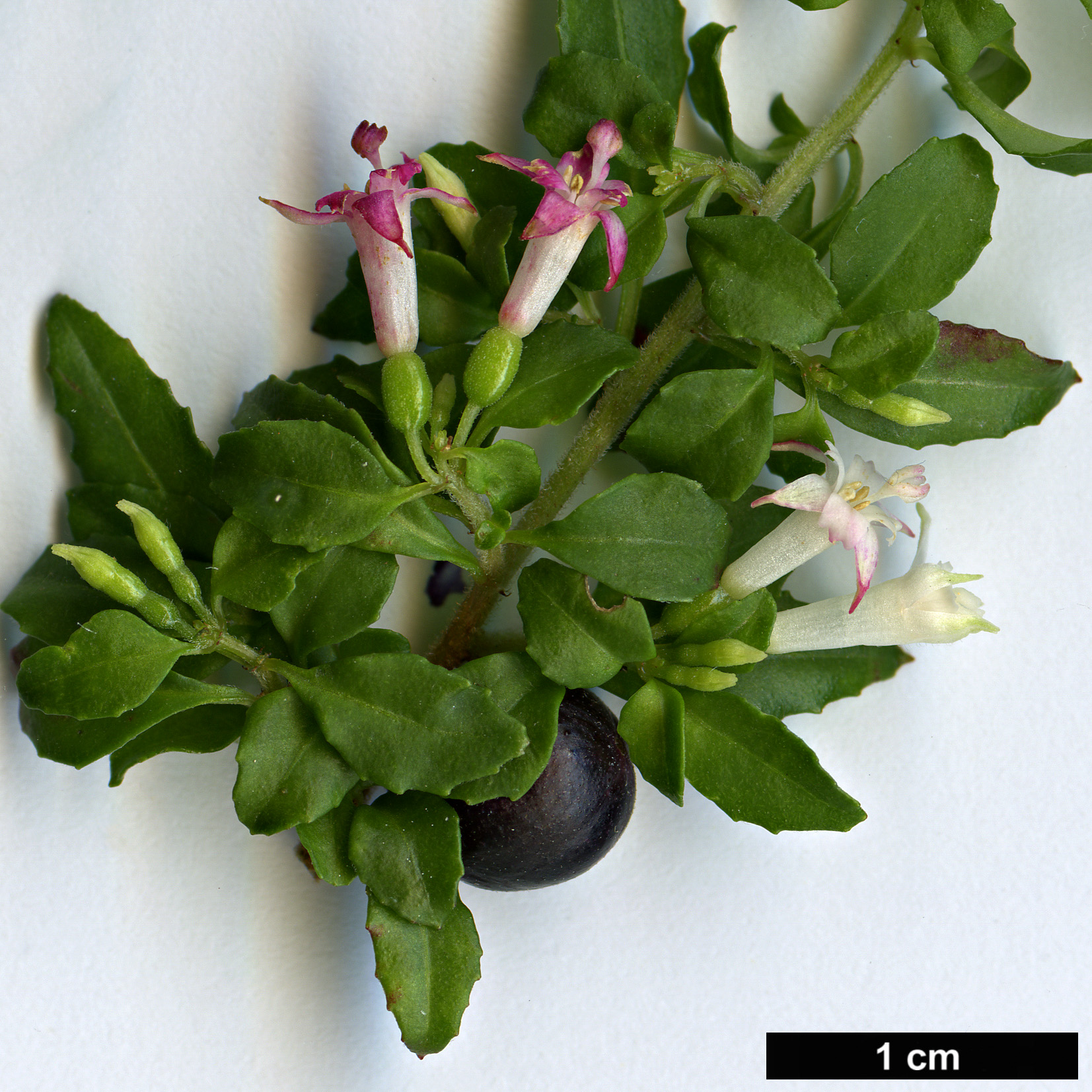 High resolution image: Family: Onagraceae - Genus: Fuchsia - Taxon: obconica