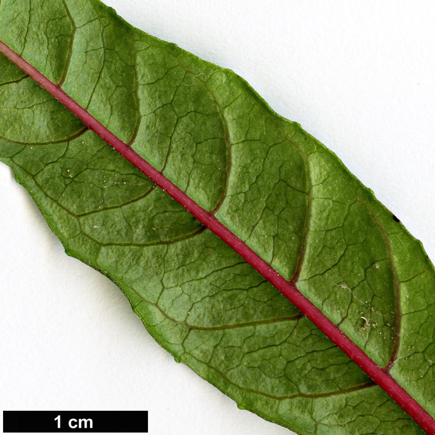 High resolution image: Family: Onagraceae - Genus: Fuchsia - Taxon: petiolaris