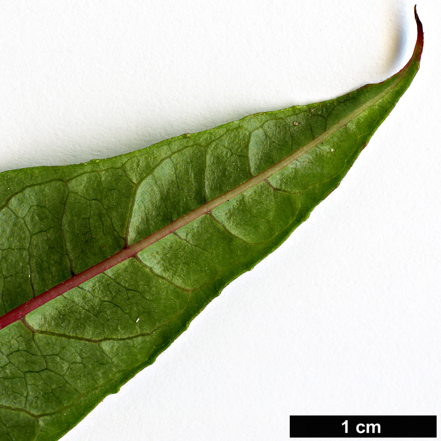 High resolution image: Family: Onagraceae - Genus: Fuchsia - Taxon: petiolaris