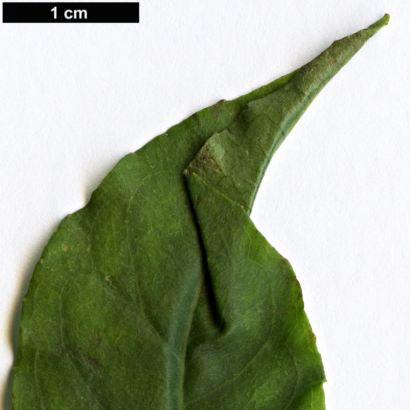 High resolution image: Family: Onagraceae - Genus: Fuchsia - Taxon: sanctae-rosae