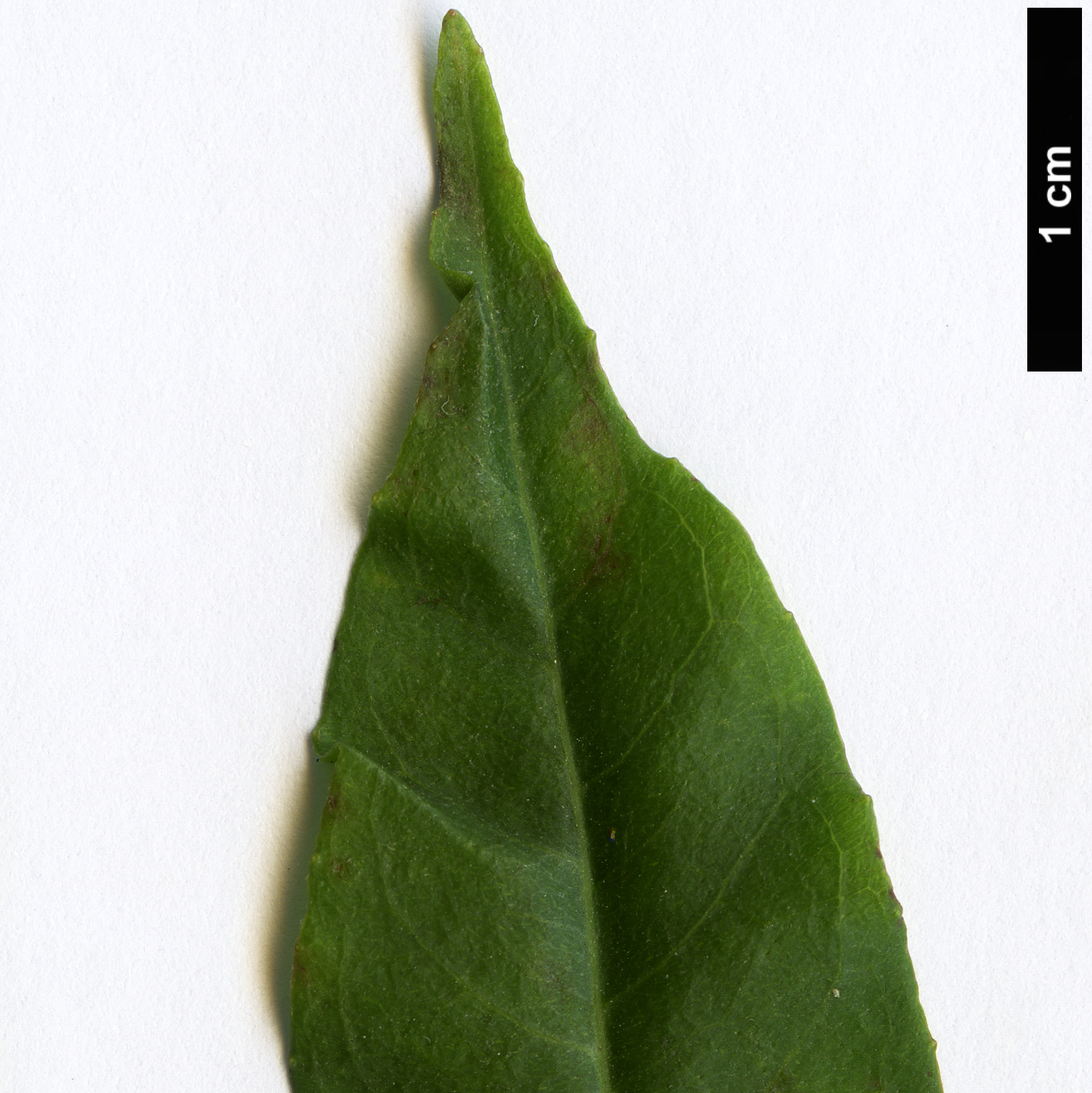 High resolution image: Family: Onagraceae - Genus: Fuchsia - Taxon: sanctae-rosae
