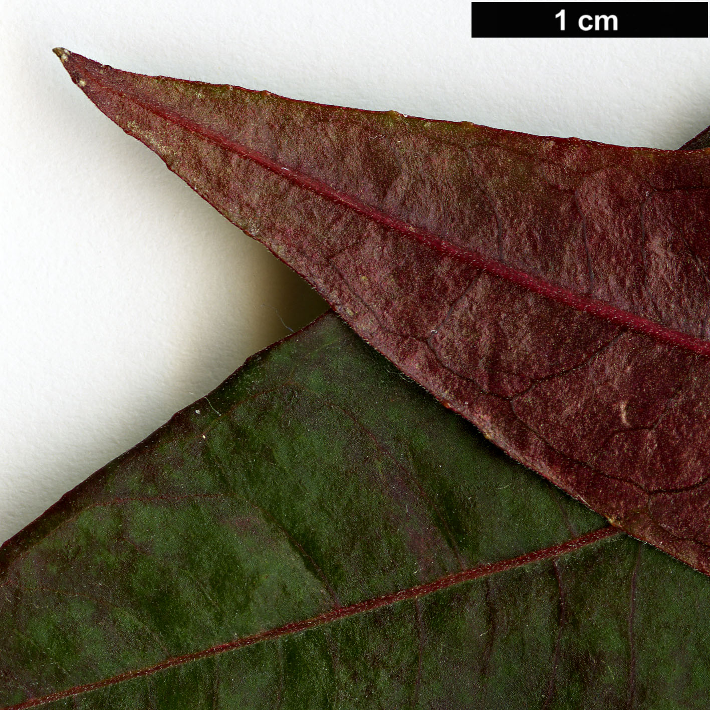 High resolution image: Family: Onagraceae - Genus: Fuchsia - Taxon: simplicicaulis