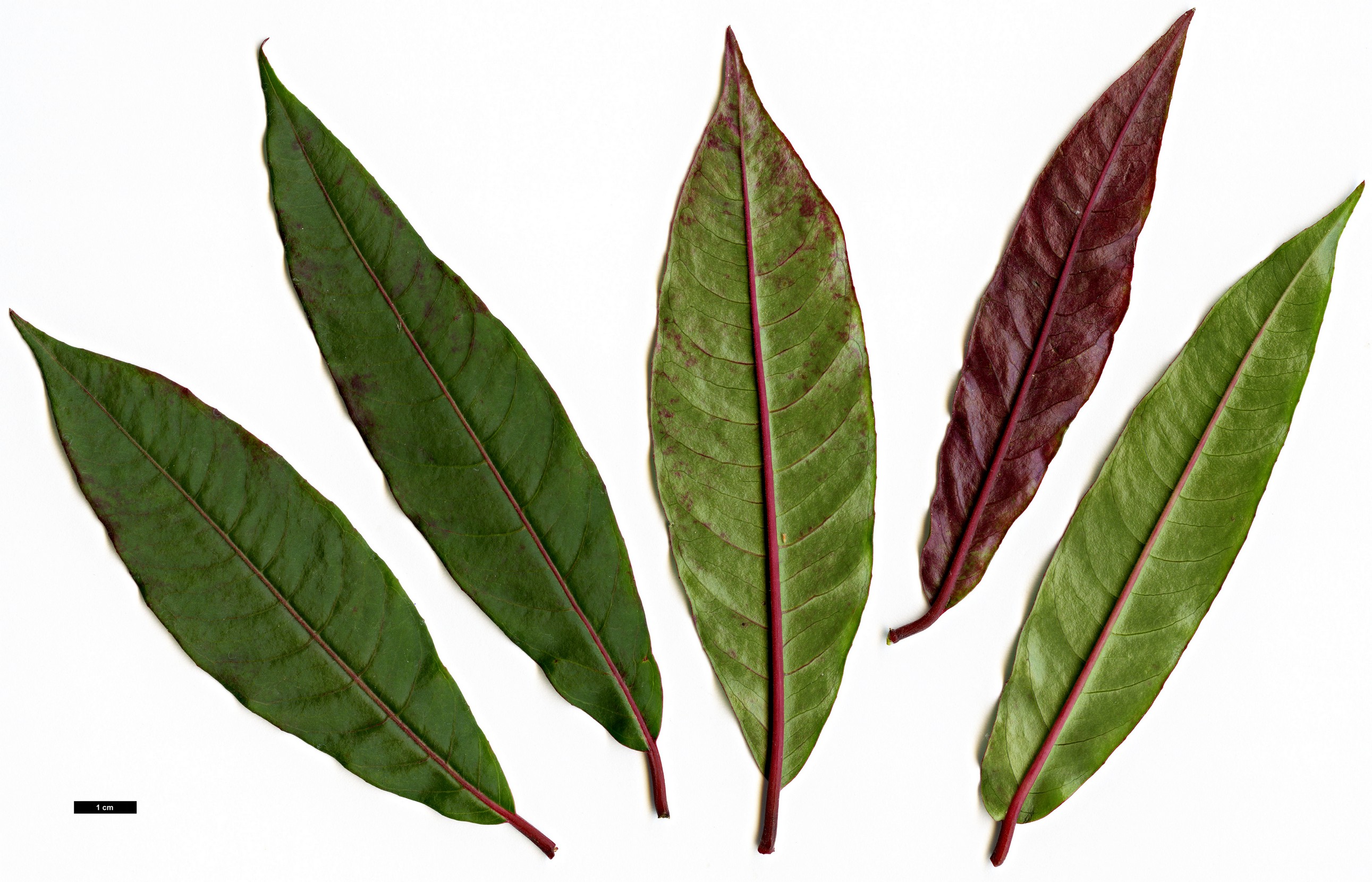 High resolution image: Family: Onagraceae - Genus: Fuchsia - Taxon: simplicicaulis