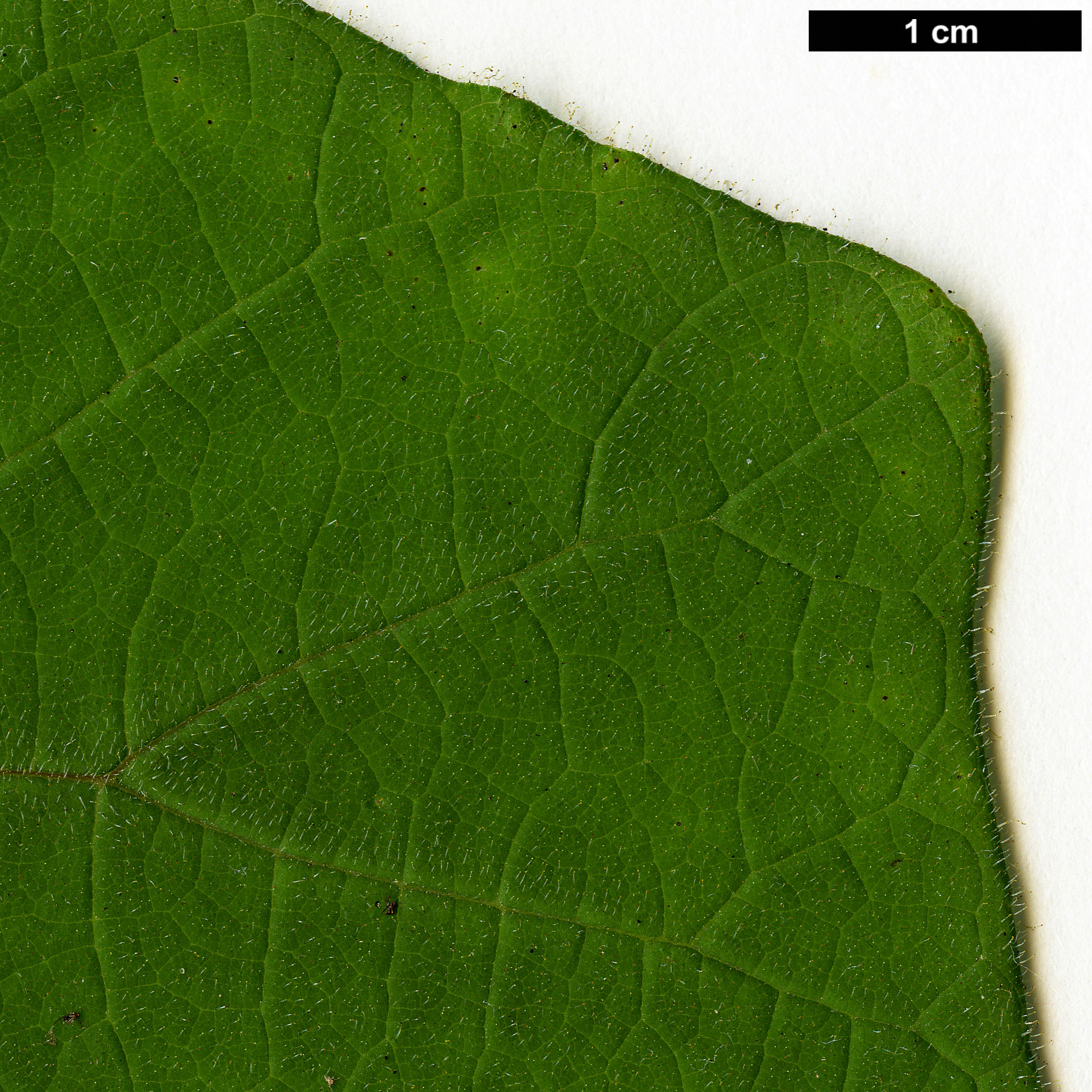 High resolution image: Family: Paulowniaceae - Genus: Paulownia - Taxon: kawakamii