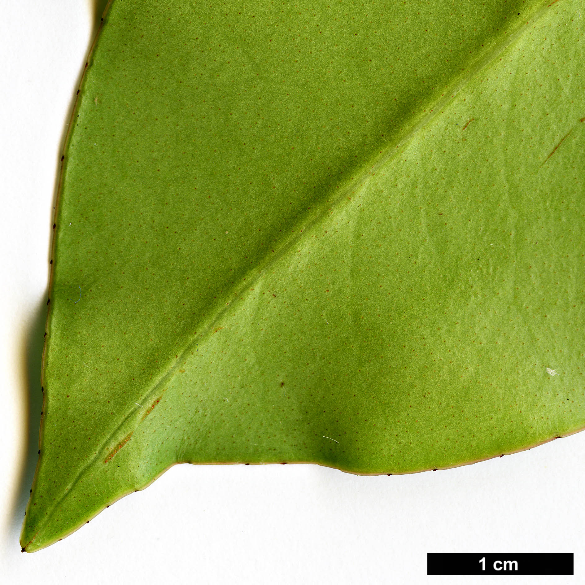 High resolution image: Family: Pentaphylacaceae - Genus: Anneslea - Taxon: fragrans