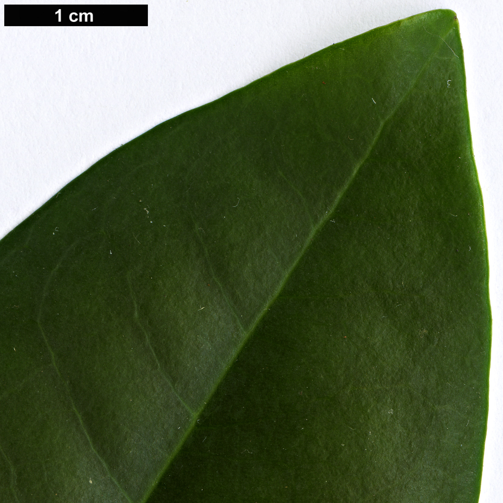 High resolution image: Family: Pentaphylacaceae - Genus: Cleyera - Taxon: velutina