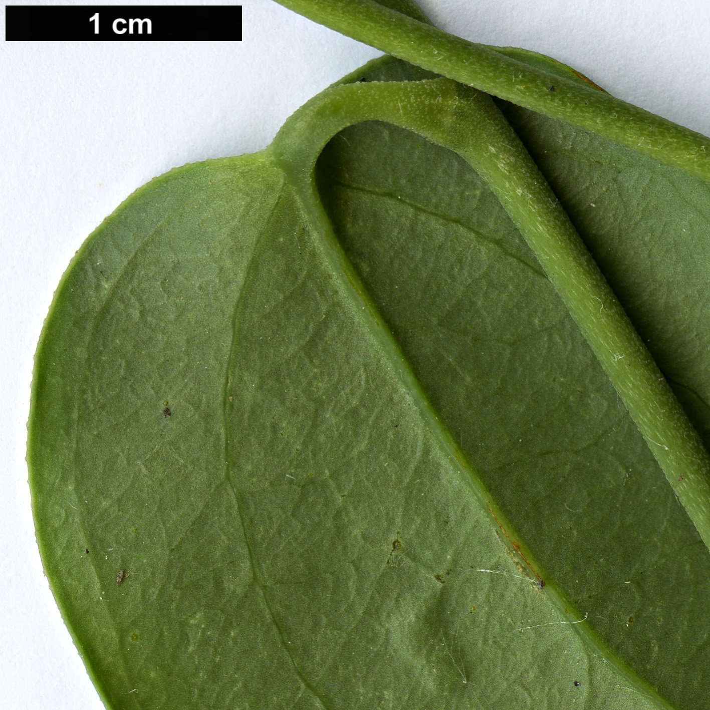 High resolution image: Family: Philesiaceae - Genus: Lapageria - Taxon: rosea