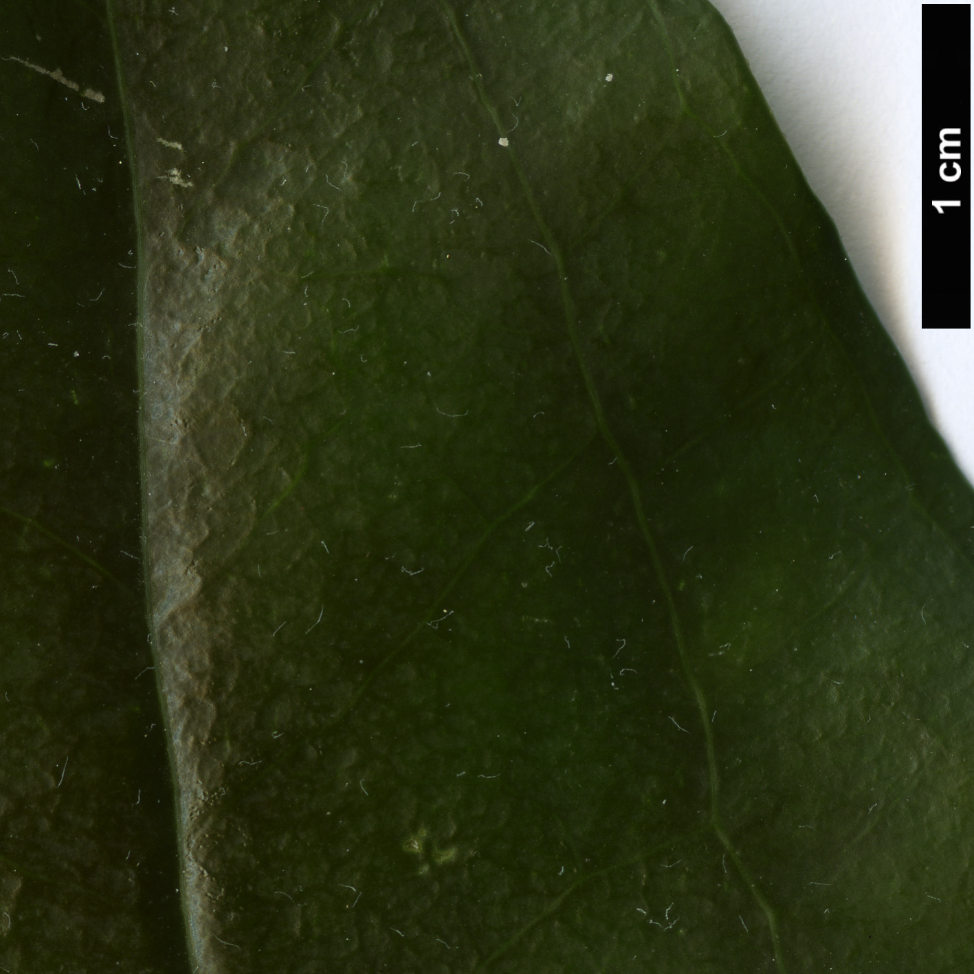 High resolution image: Family: Philesiaceae - Genus: Lapageria - Taxon: rosea