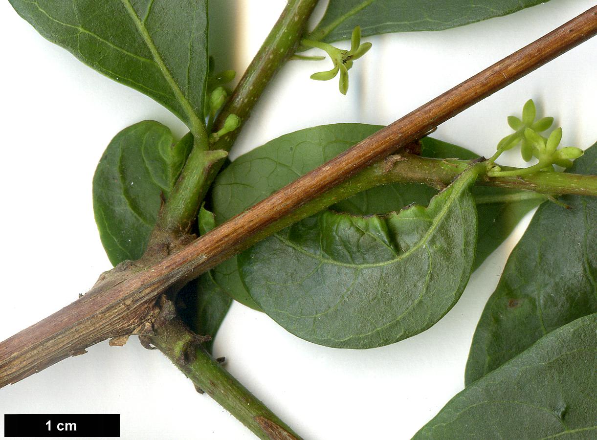 High resolution image: Family: Phyllanthaceae - Genus: Glochidion - Taxon: puberum