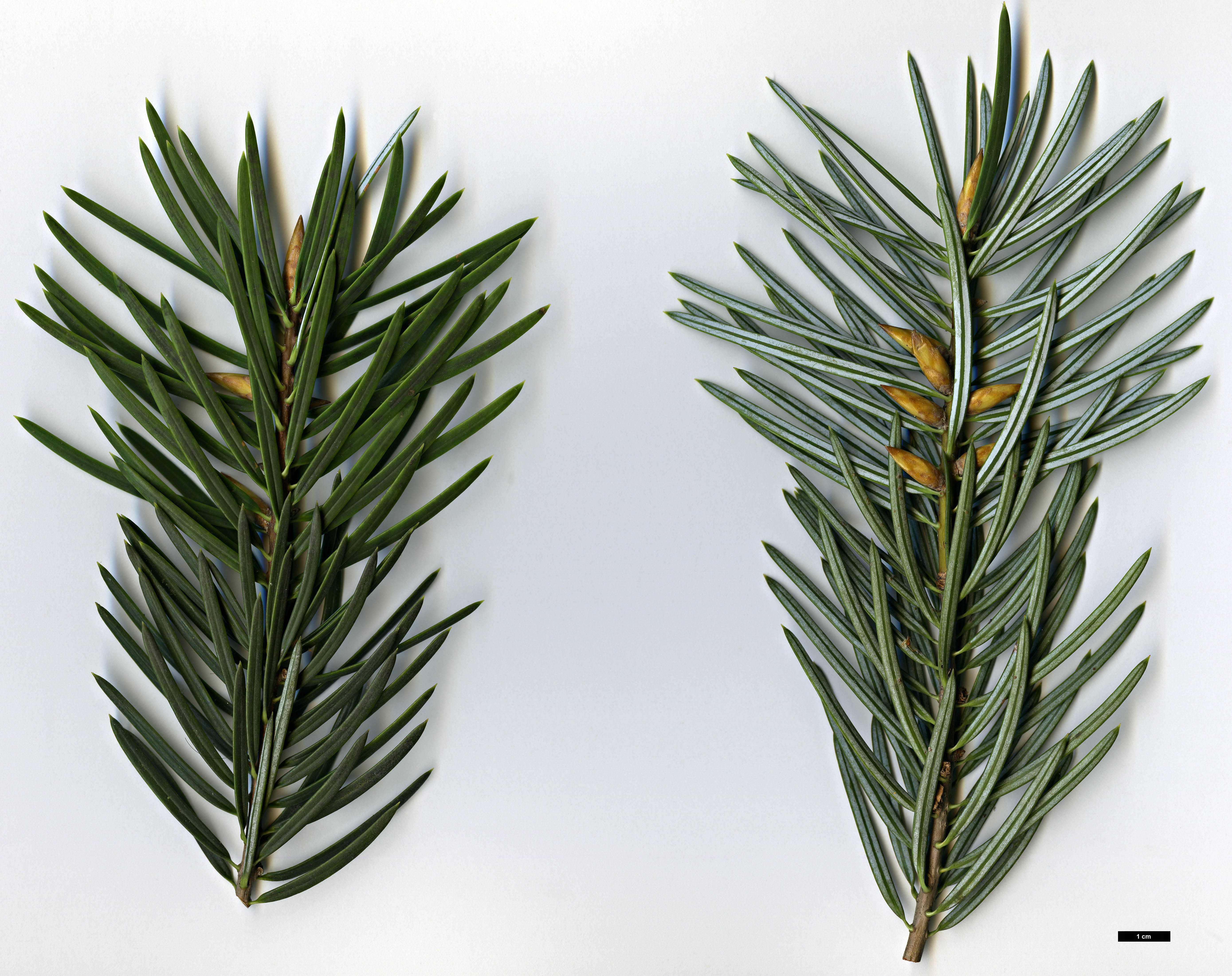 High resolution image: Family: Pinaceae - Genus: Abies - Taxon: bracteata