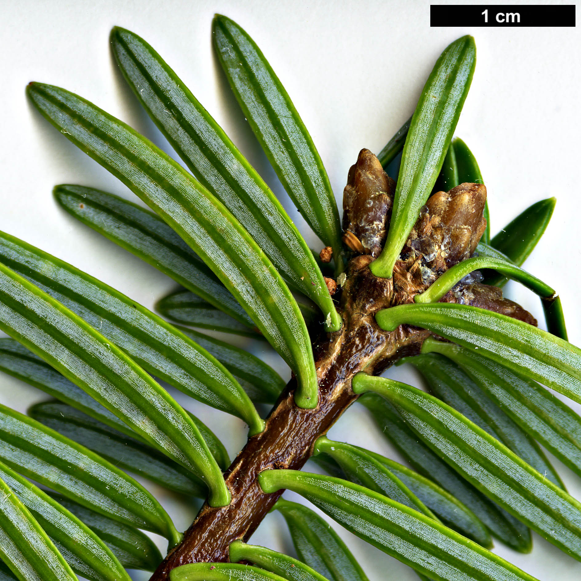 High resolution image: Family: Pinaceae - Genus: Abies - Taxon: chensiensis