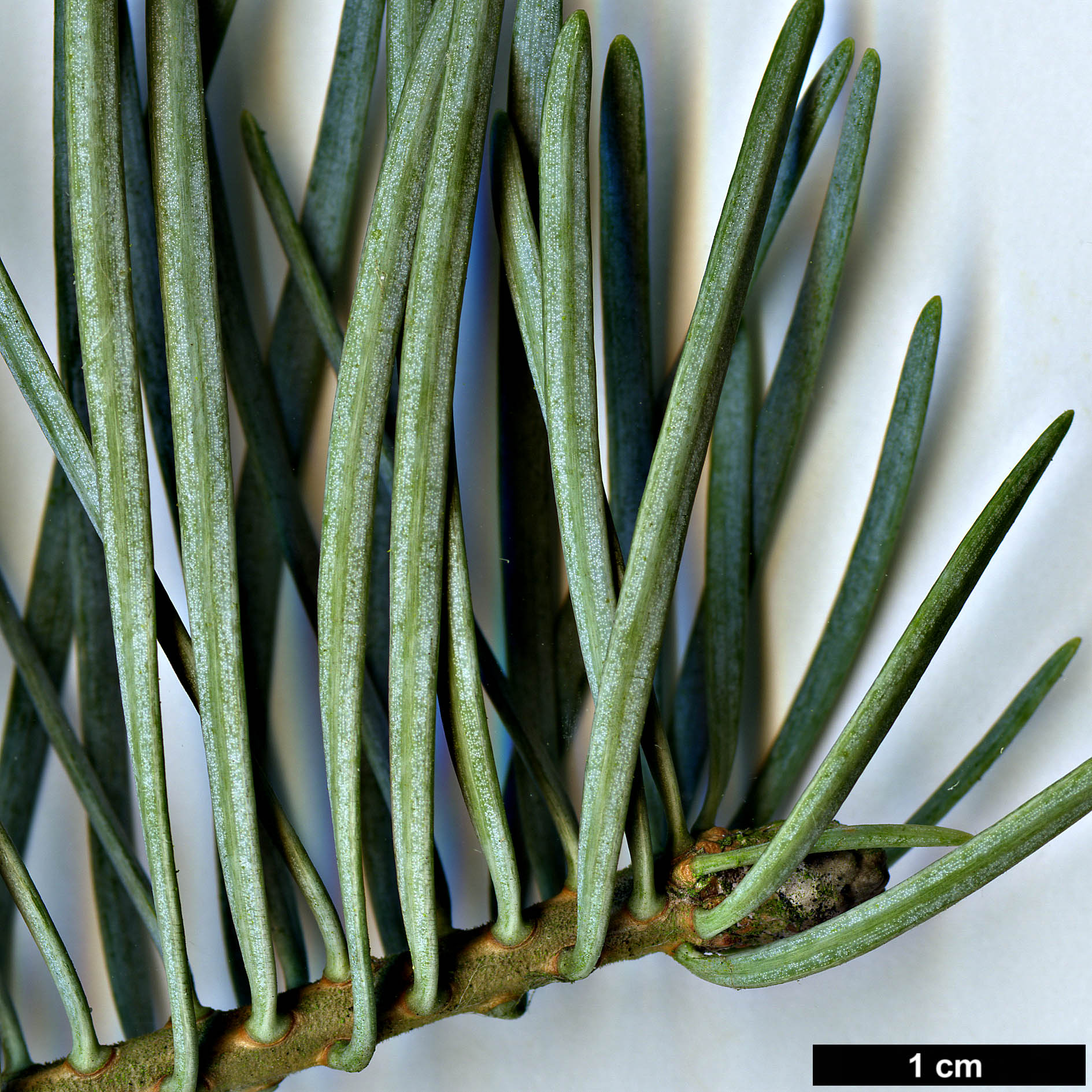 High resolution image: Family: Pinaceae - Genus: Abies - Taxon: concolor - SpeciesSub: 'Violacea'