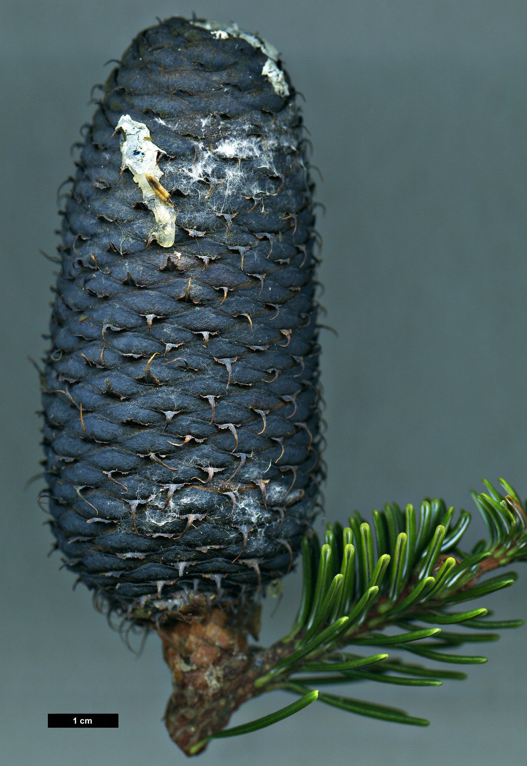 High resolution image: Family: Pinaceae - Genus: Abies - Taxon: delavayi
