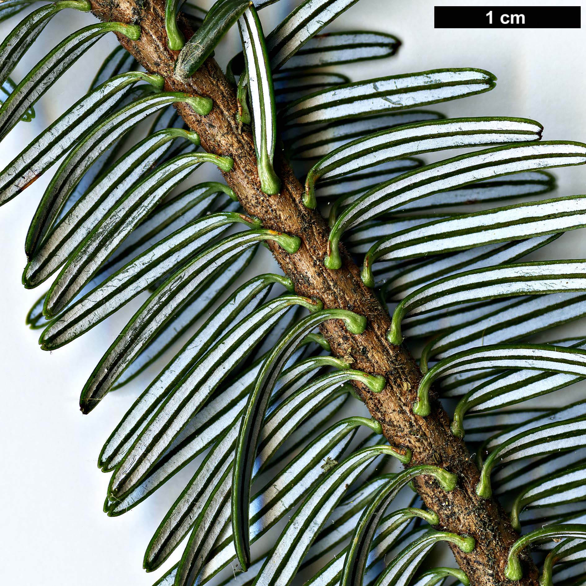 High resolution image: Family: Pinaceae - Genus: Abies - Taxon: fabri