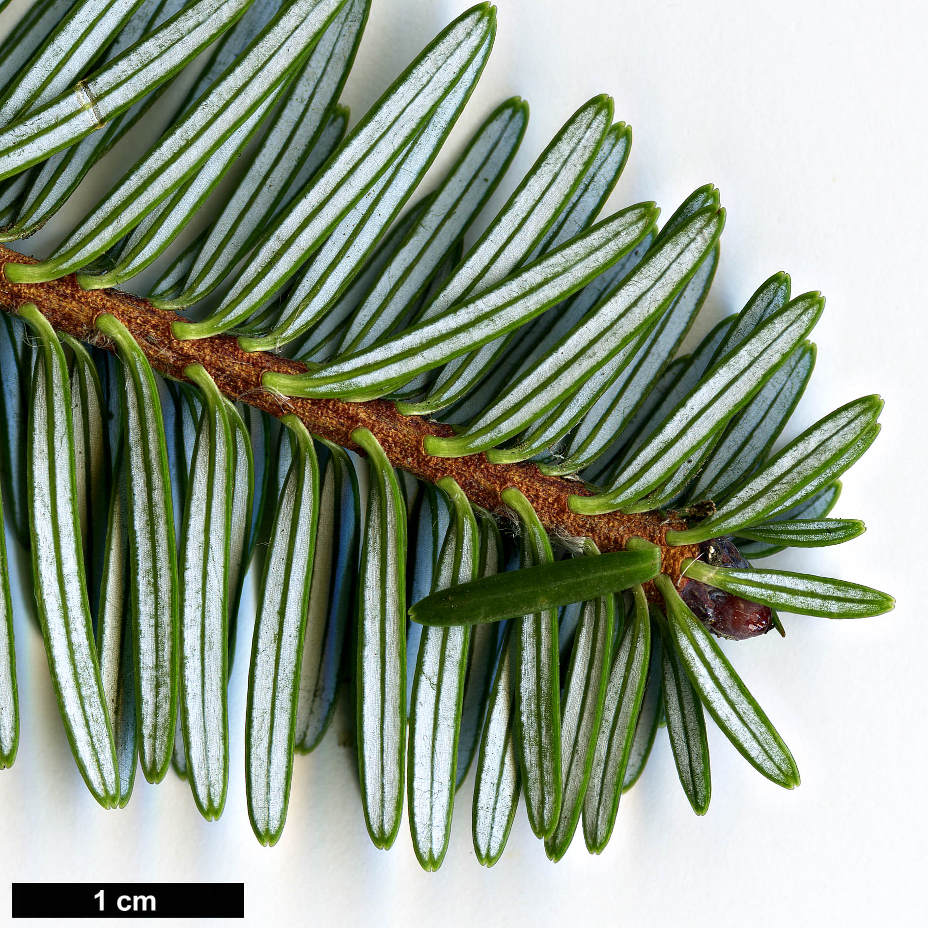 High resolution image: Family: Pinaceae - Genus: Abies - Taxon: forrestii