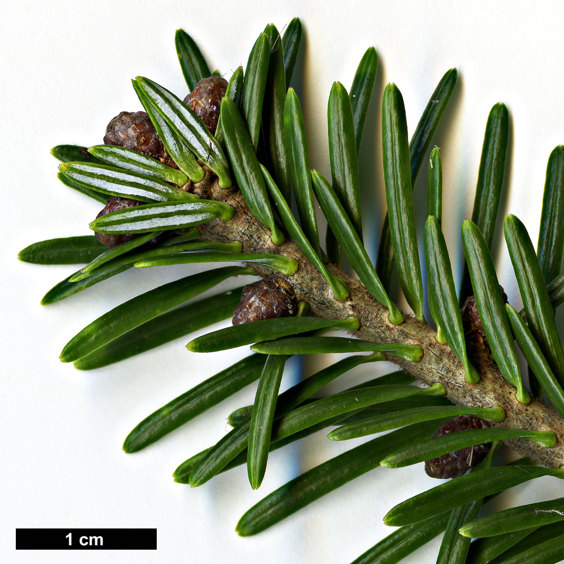 High resolution image: Family: Pinaceae - Genus: Abies - Taxon: fraseri
