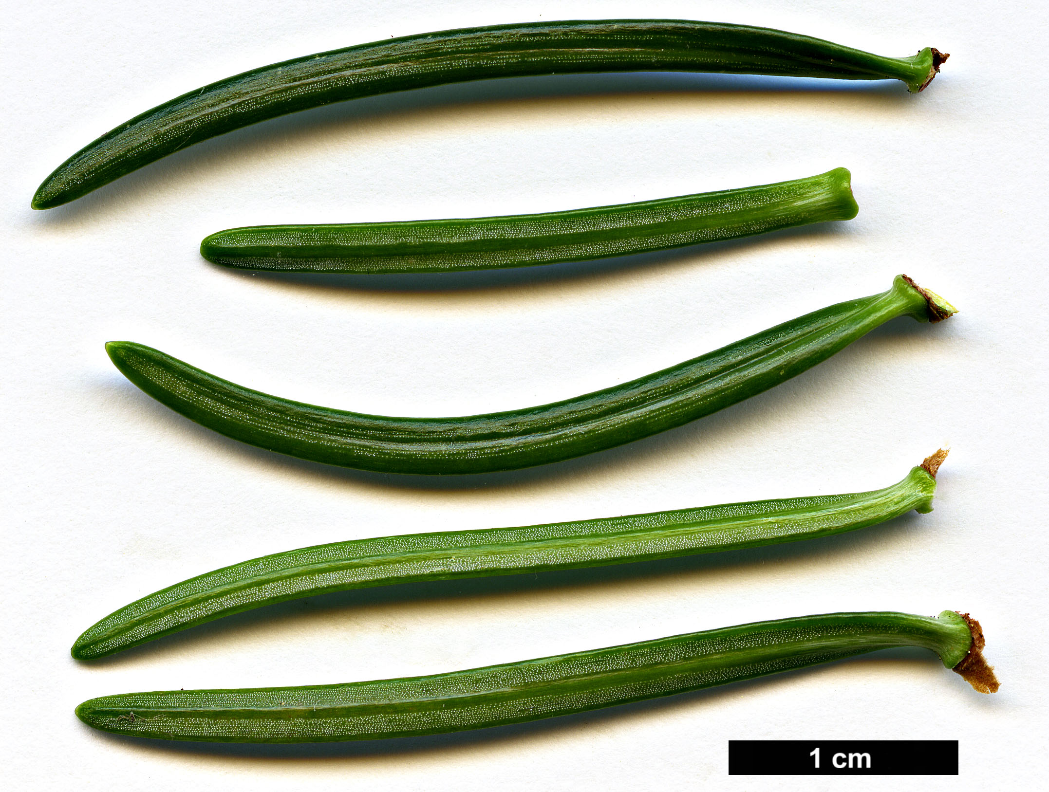 High resolution image: Family: Pinaceae - Genus: Abies - Taxon: gamblei