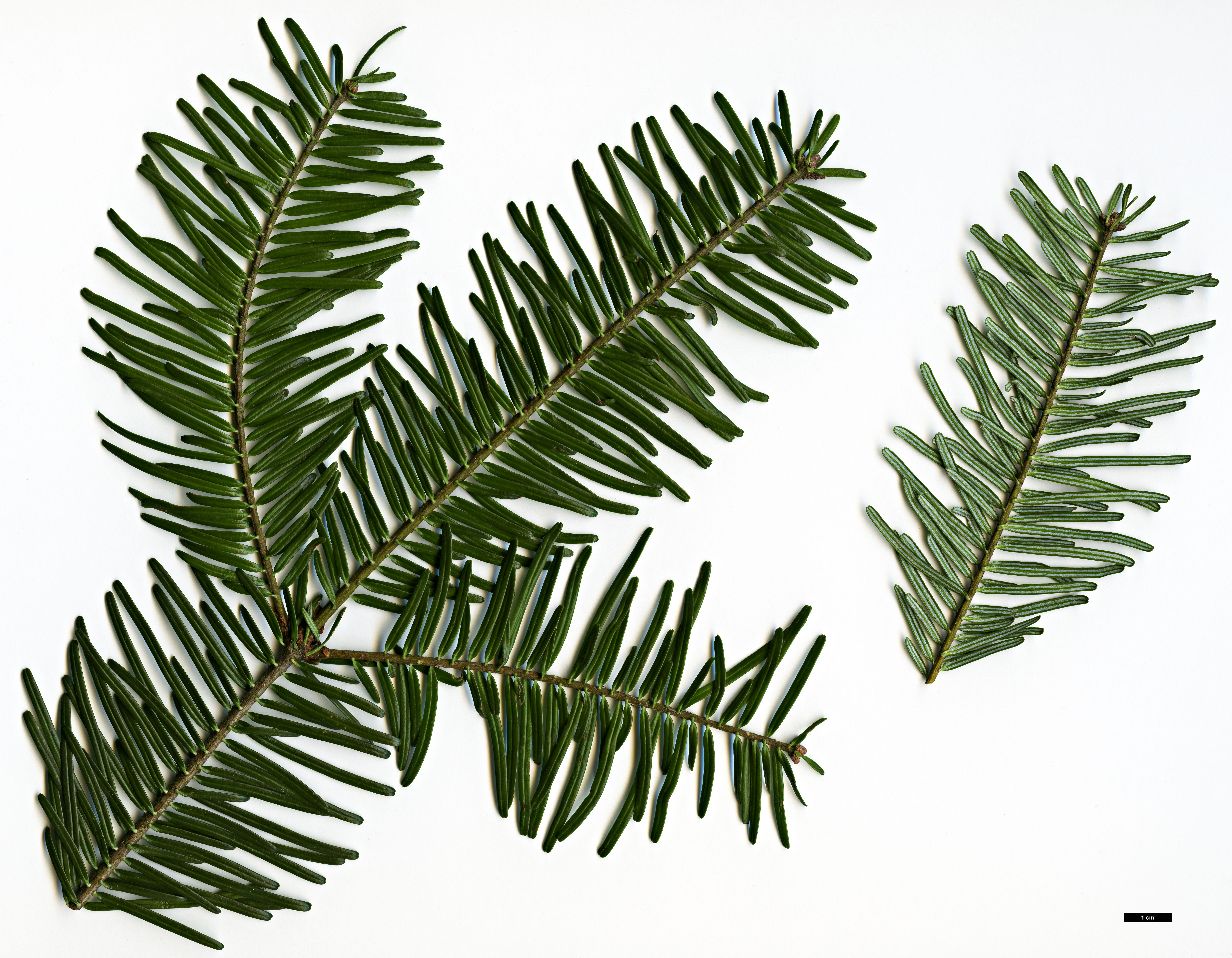 High resolution image: Family: Pinaceae - Genus: Abies - Taxon: grandis
